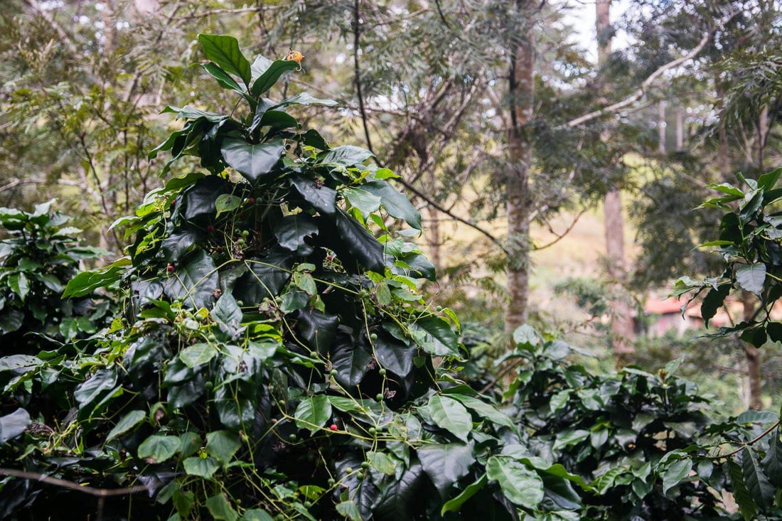Vietnam Arabica Coffee Beans Farm