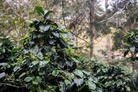 Vietnam Arabica Coffee Beans Farm