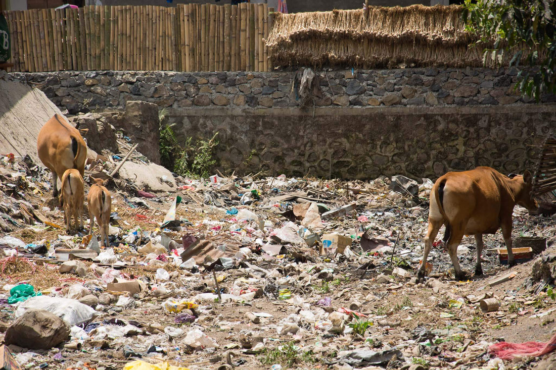Waste Management in Poor Areas Impact Berry