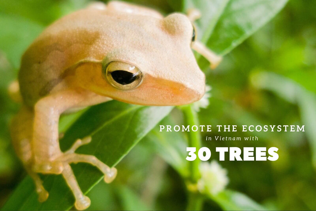 Planting trees to promote biodiversity in Vietnam | Impact Berry