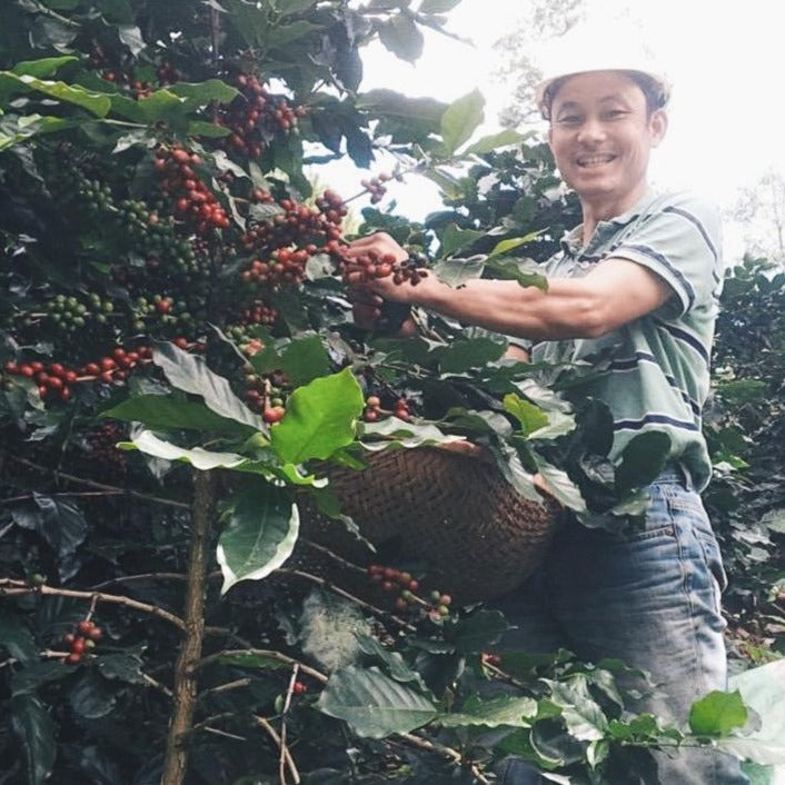 Vietnam Organic Arabica Coffee Beans Hong Kong