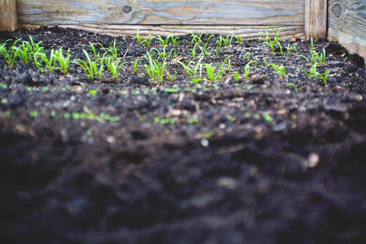 Empowering Urban Farming initiatives Impact Berry Hong Kong