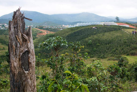 Deforestation in Vietnam | Impact Berry