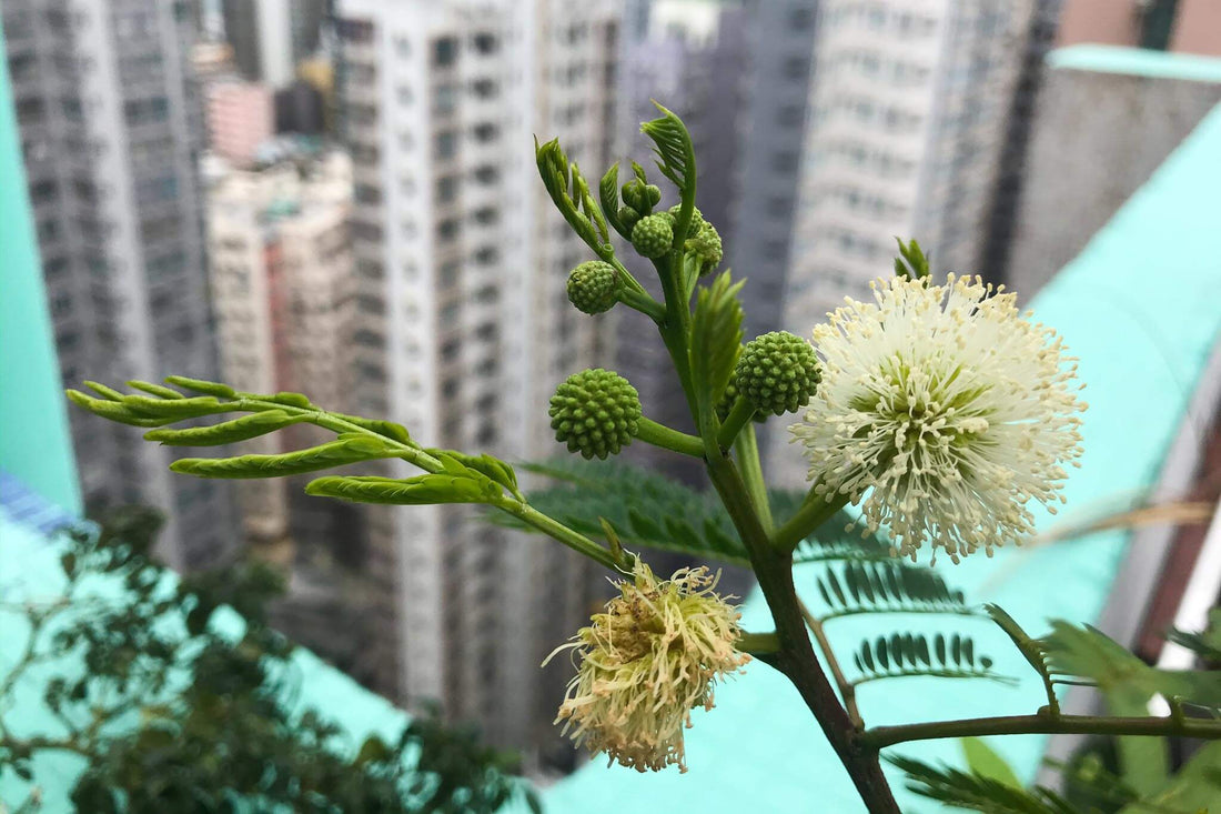 urban farming green thumb impact berry hong kong