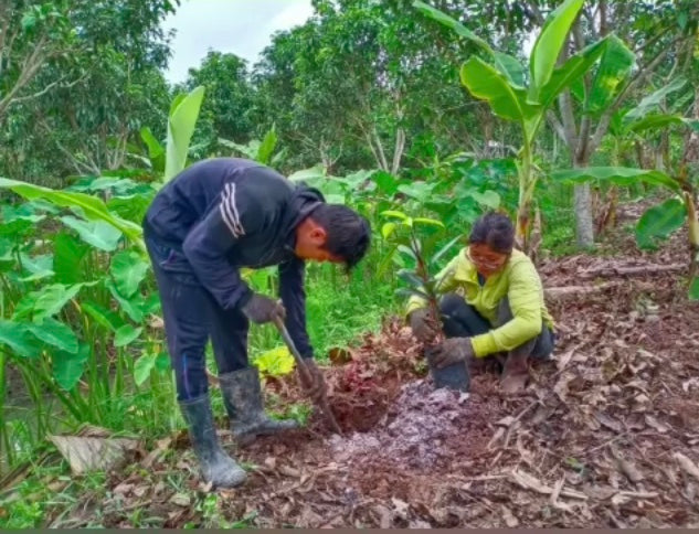 Fruit Tree Planting Fighting Deforestation Vietnam