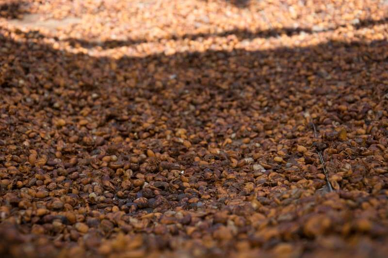 Specialty Organic Fairtrade Coffee Blend Espresso Beans Hong Kong Impact Berry