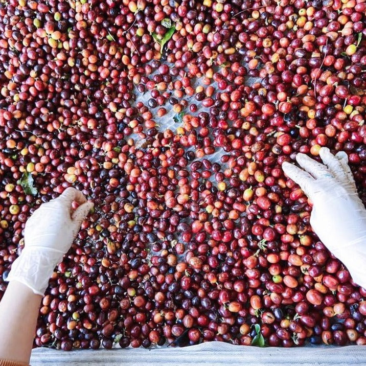Vietnam Organic Arabica Coffee Beans Impact Berry Hong Kong